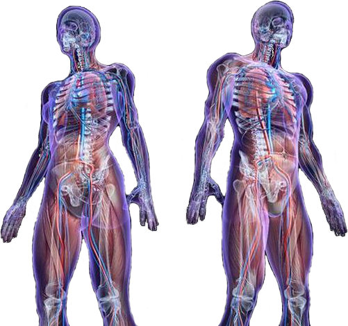 Human body